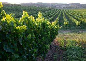 El Gobierno concede casi 400.000 euros a arroceros de La Albufera afectados por la DANA 2 El Gobierno de Aragón convoca ayudas por 2,7 millones para la reestructuración y reconversión de viñedos